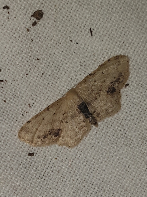 Idaea dimidiata - gyakori apróaraszoló