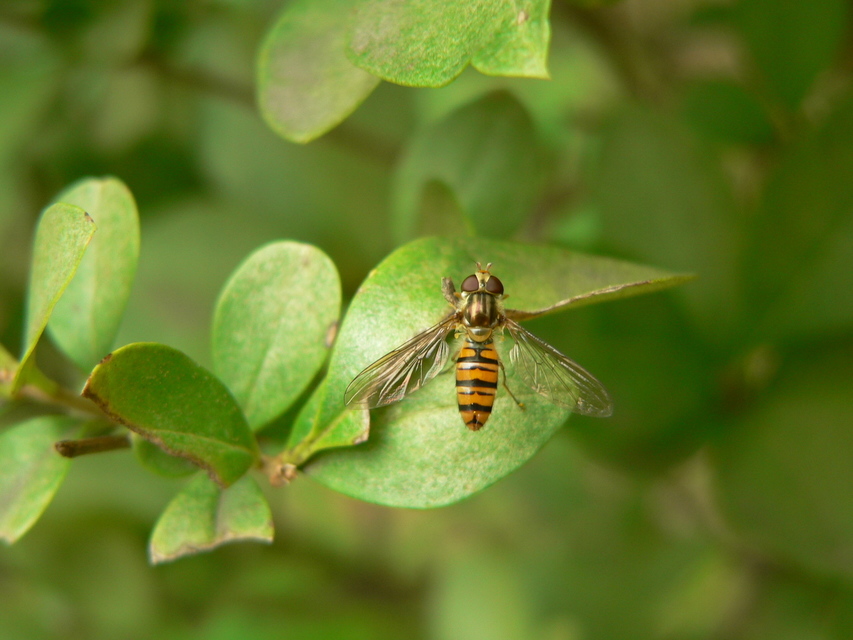 Episyrphus balteatus - ékfoltos zengőlégy