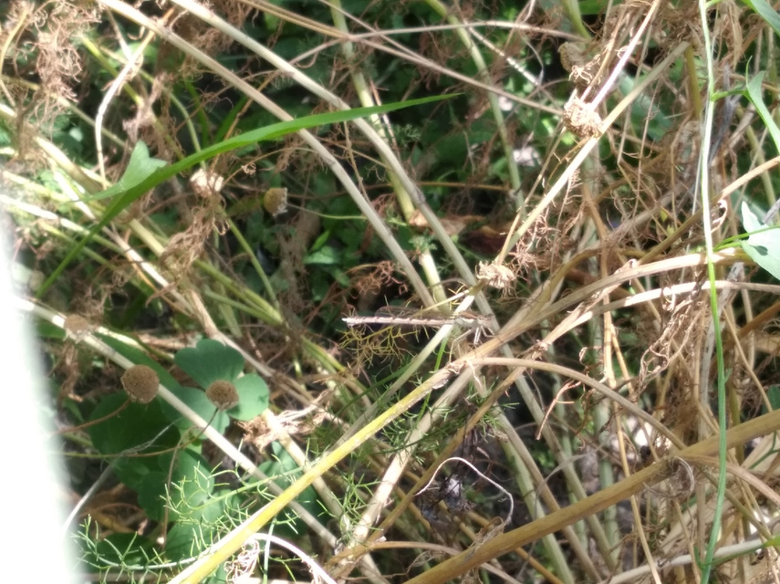 Sympecma fusca - téli rablószitakötő