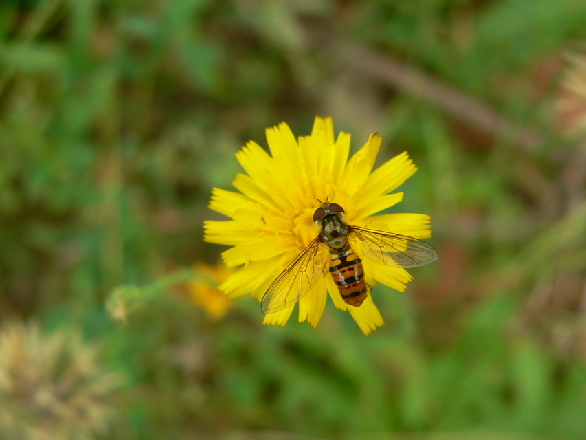 Episyrphus balteatus - ékfoltos zengőlégy