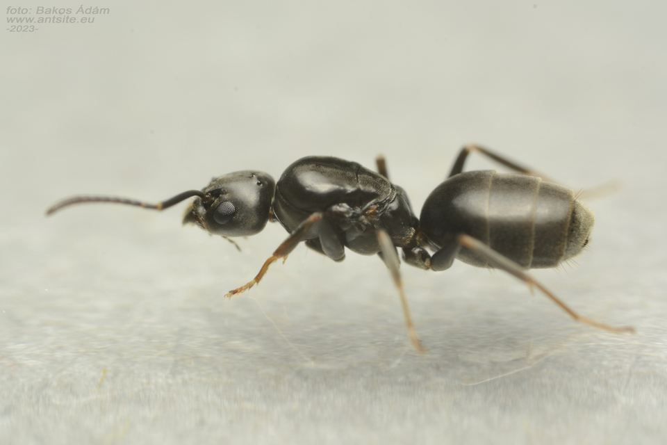 Tapinoma subboreale - ligeti kóborhangya