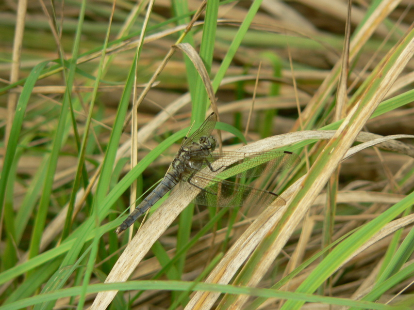 Orthetrum cancellatum - feketefarkú pásztorszitakötő