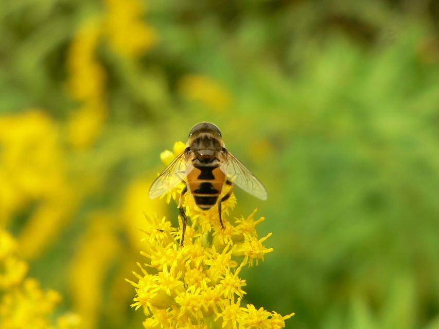 Eristalis