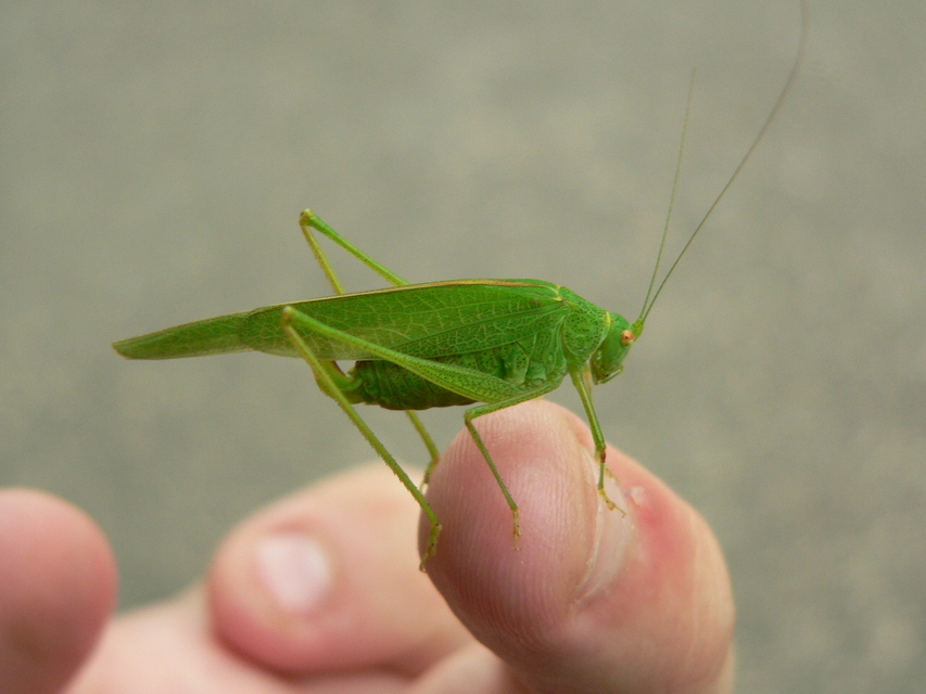 Phaneroptera nana - pontozott repülőszöcske