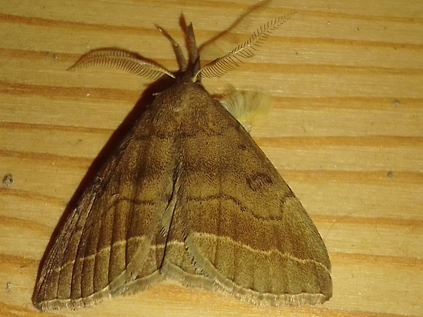 Pechipogo plumigeralis - tollascsápú karcsúbagoly