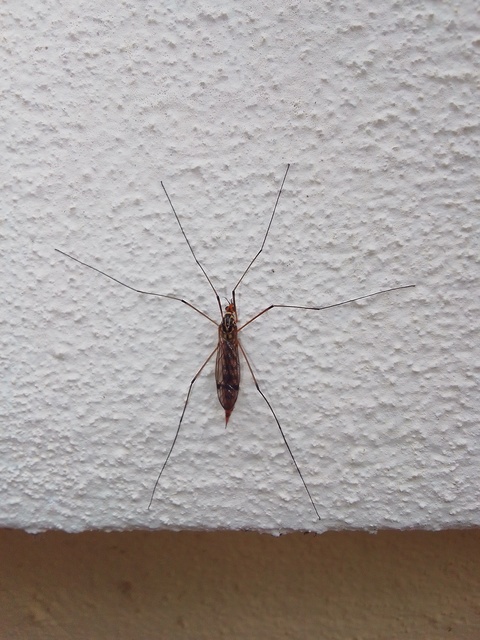 Nephrotoma