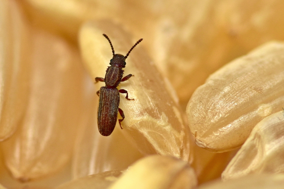 Oryzaephilus surinamensis - zsizsikfaló fogasnyakú-lapbogár