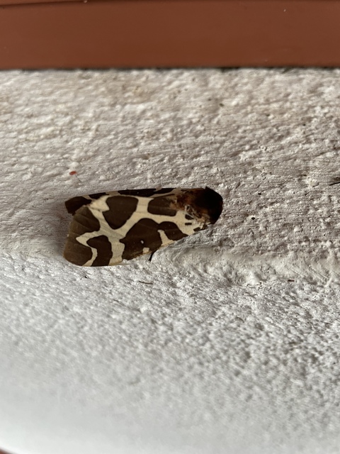 Arctia caja - közönséges medvelepke