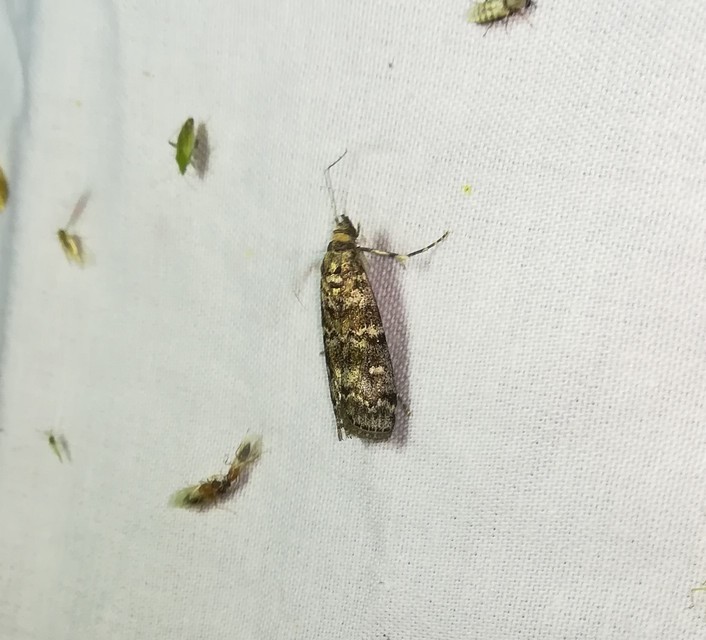 Dioryctria
