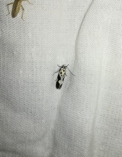 Ethmia quadrillella - gyászos feketemoly