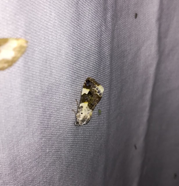 Acontia lucida - fehér nappalibagoly