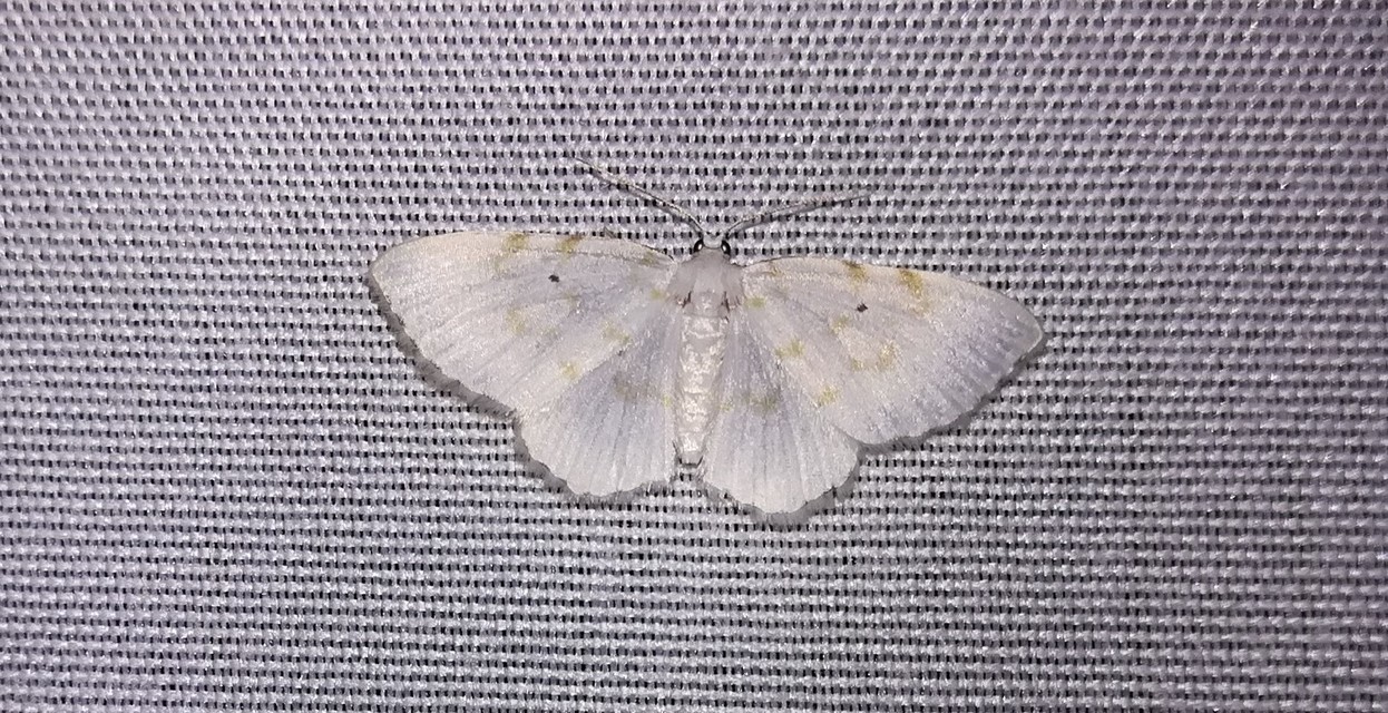 som-fehéraraszoló - Asthena anseraria