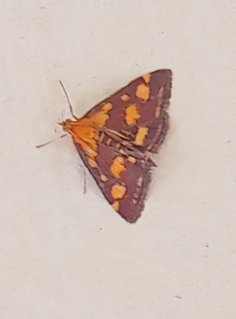 Pyrausta purpuralis - közönséges bíbormoly