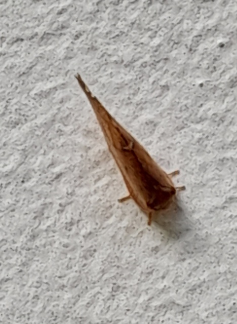 Drepanepteryx phalaenoides