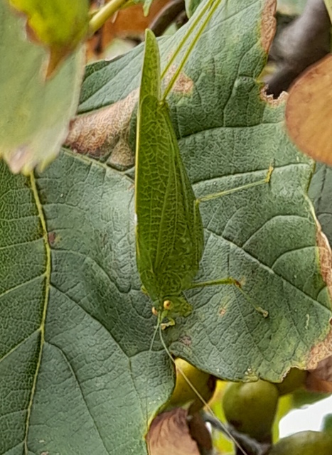 Phaneroptera nana - pontozott repülőszöcske