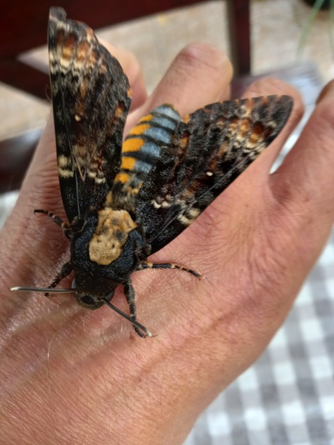 Acherontia atropos - halálfejes lepke