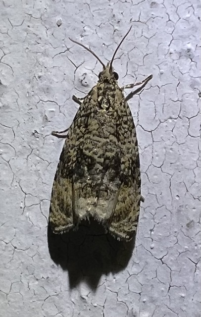 Celypha lacunana - vízparti tükrösmoly