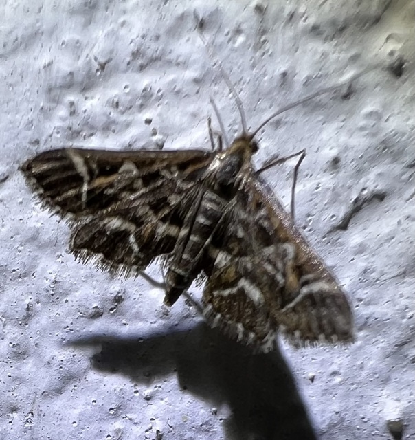 Diasemia reticularis - betűmintás tűzmoly