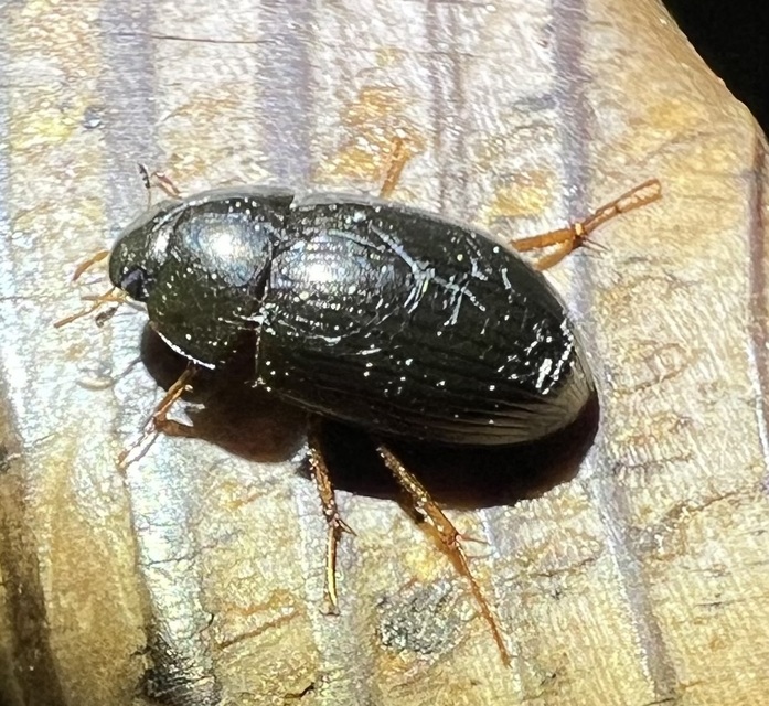 Hydrobius