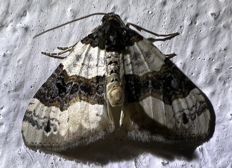 Cosmorhoe ocellata - szemes galajaraszoló