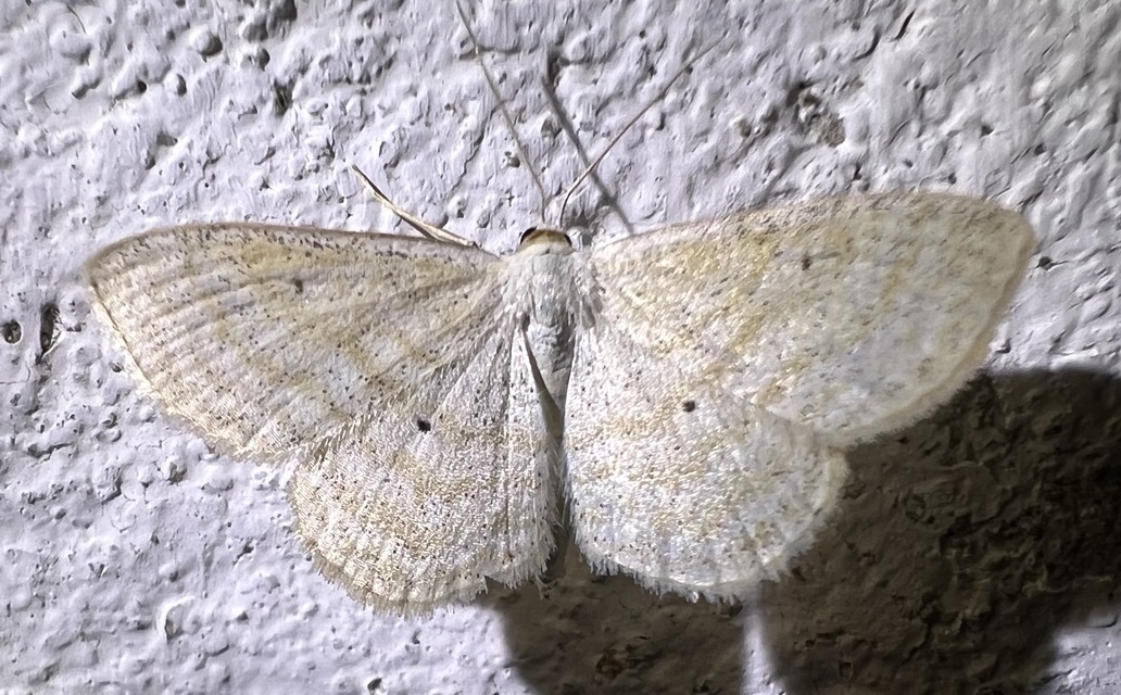 Scopula immutata - réti fehéraraszoló