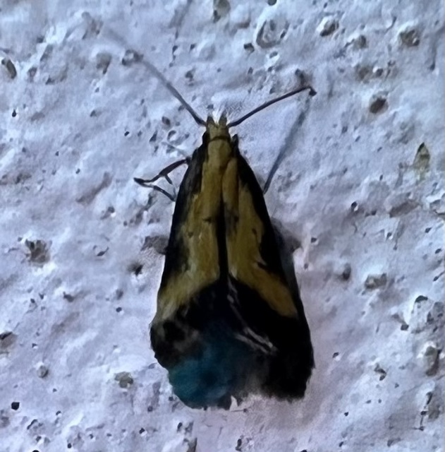 Brachmia dimidiella - citromkocsord-lápimoly