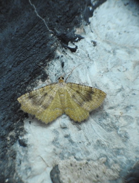 Camptogramma bilineata - kétvonalas sávosaraszoló