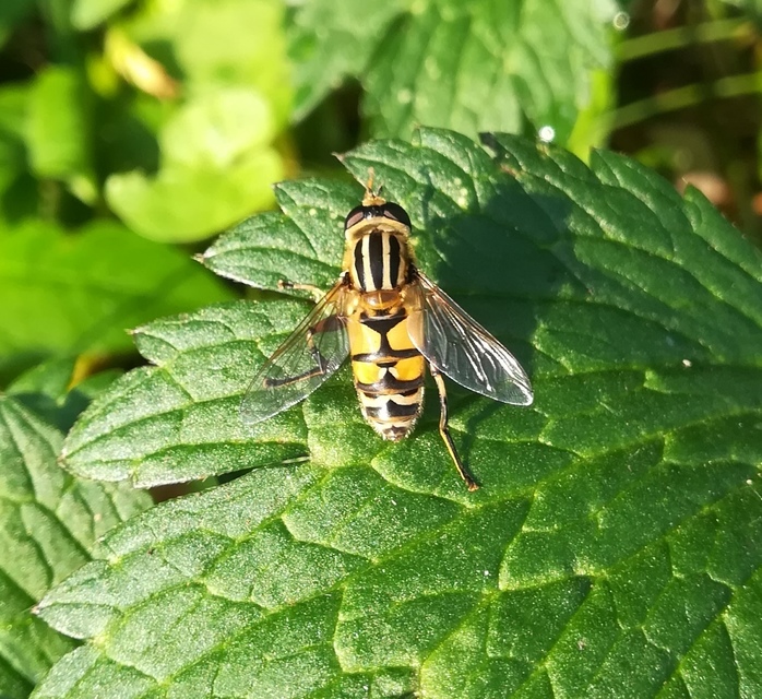 Helophilus trivittatus - nagy mocsárilégy