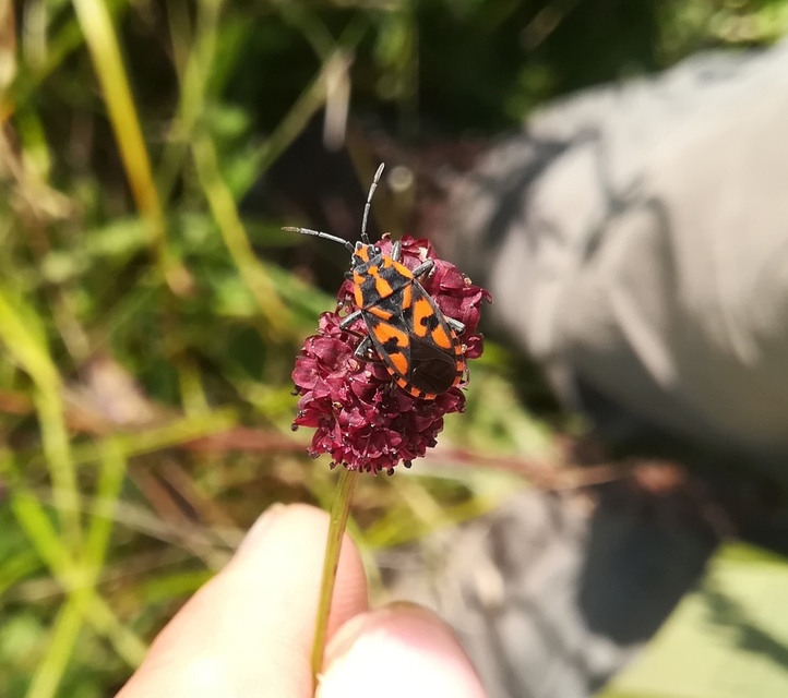 Spilostethus saxatilis - virágbodobács