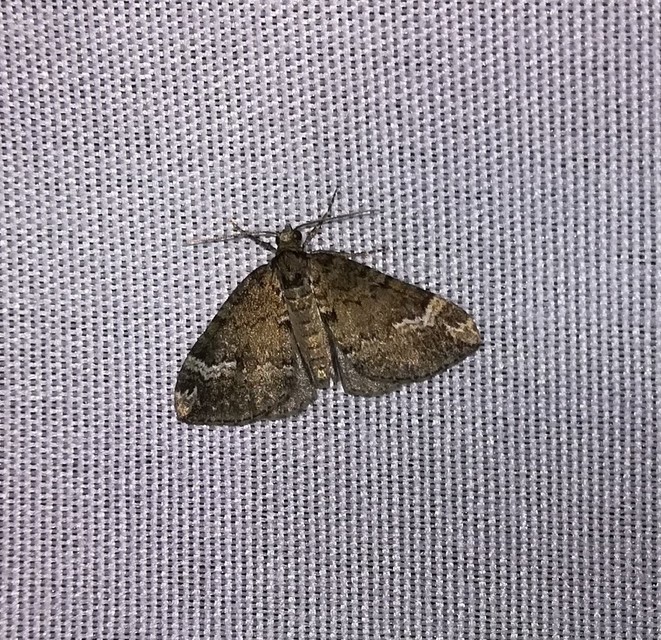 Perizoma lugdunaria - rövidsávos araszoló