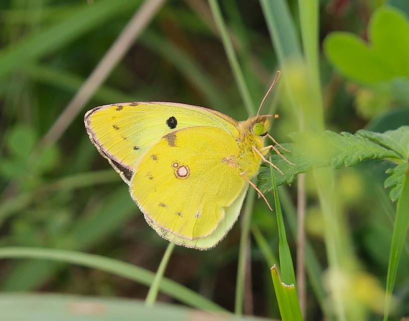 Colias alfacariensis - déli kéneslepke