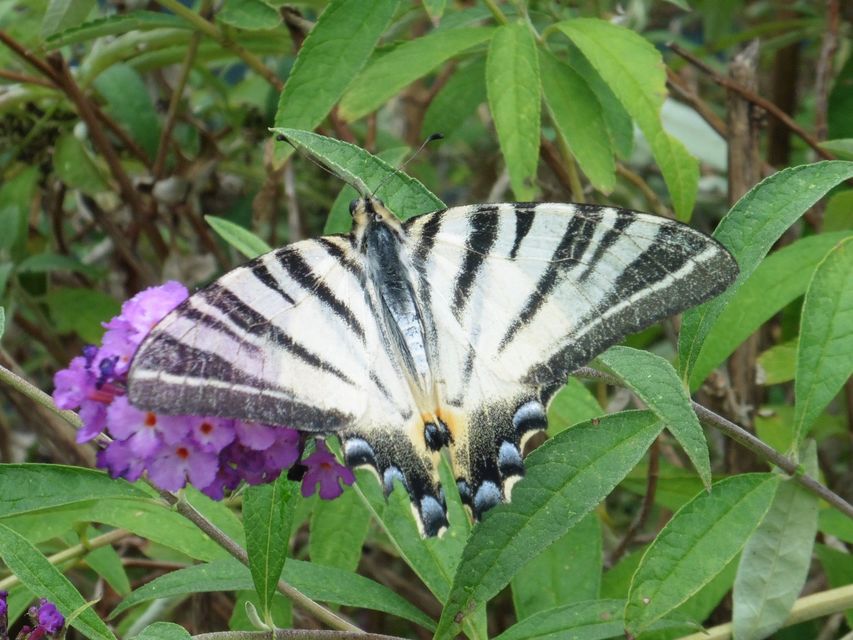 Iphiclides podalirius - kardoslepke