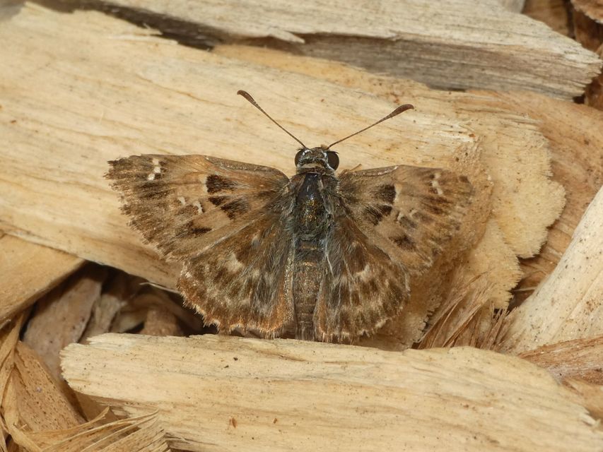 Carcharodus alceae - mályva-busalepke