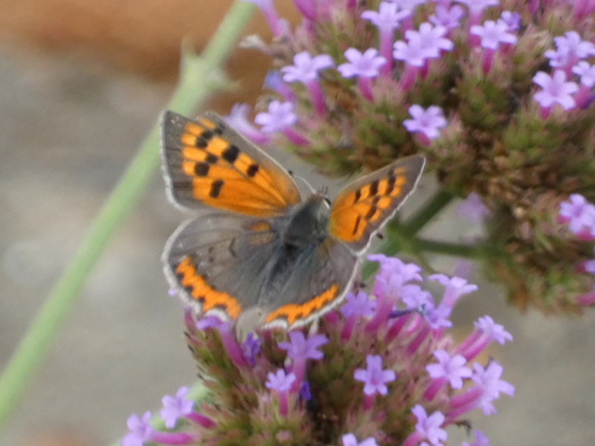 Lycaena phlaeas - közönséges tűzlepke