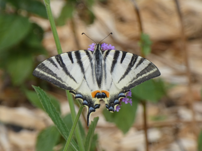 Iphiclides podalirius - kardoslepke