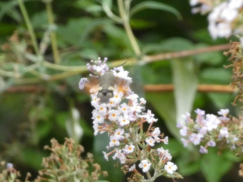 Macroglossum stellatarum - kacsafarkú szender