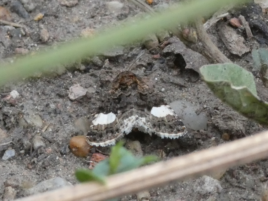 Tyta luctuosa - fekete nappalibagoly