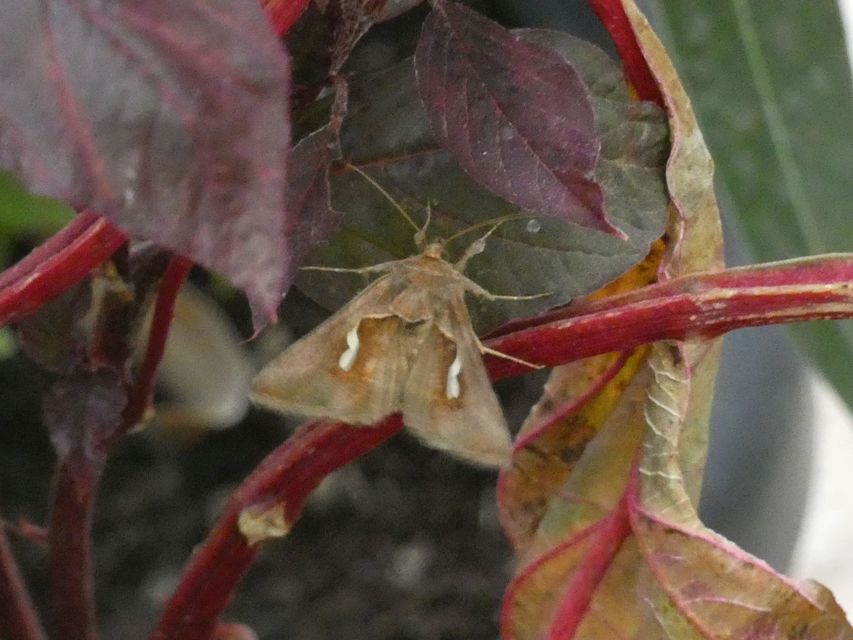 Macdunnoughia confusa - cseppfoltos ezüstbagoly