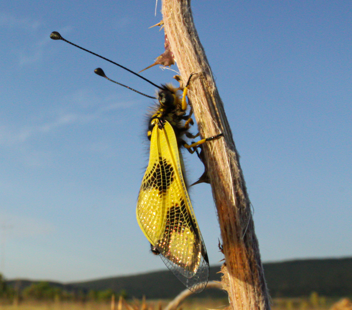 Libelloides macaronius - keleti rablópille