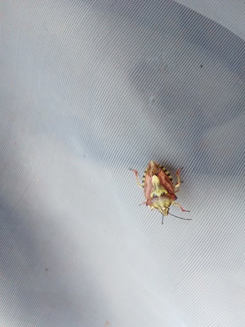 Carpocoris Carpocoris