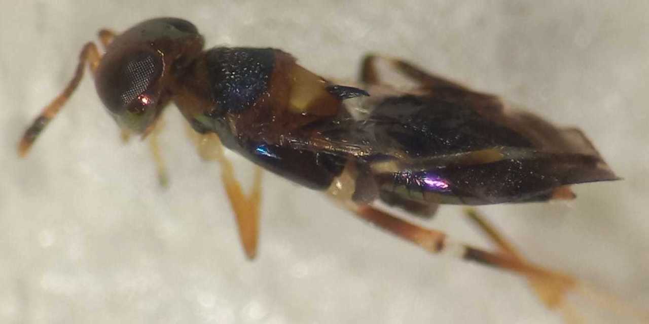 Cheiloneurus