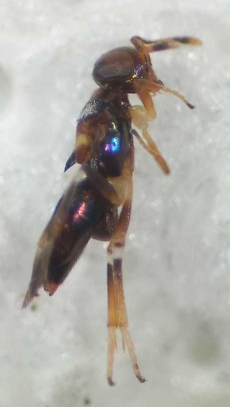 Cheiloneurus