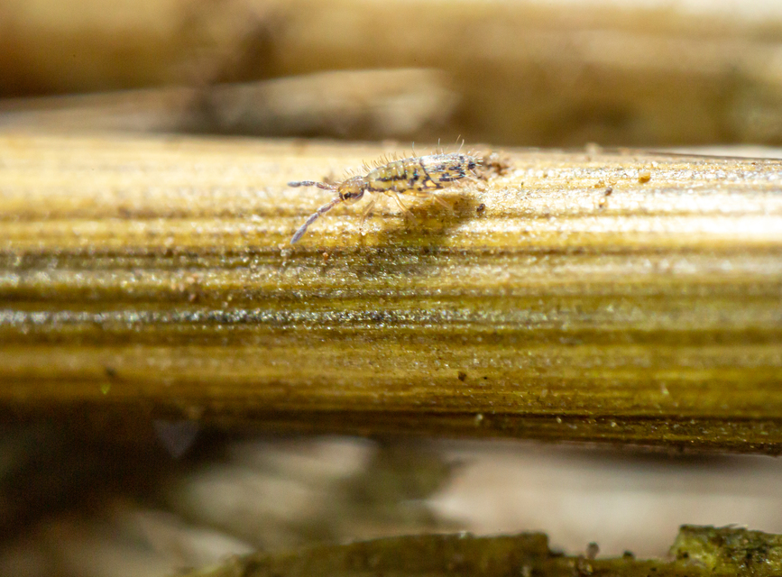 Collembola - Ugróvillások