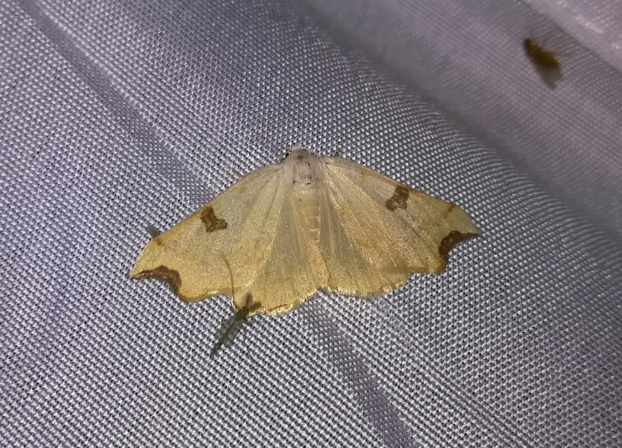 Eilicrinia cordiaria - fehér fűzfaaraszoló