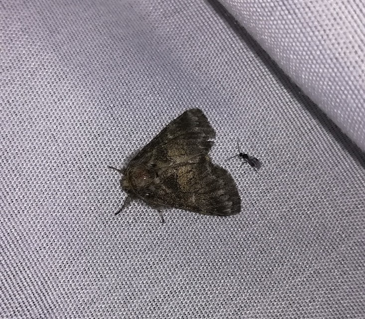 Gluphisia crenata - kormos púposszövő