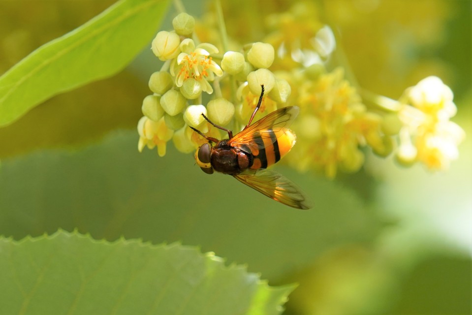 Volucella zonaria - kétöves pihelégy Volucella zonaria - kétöves pihelégy