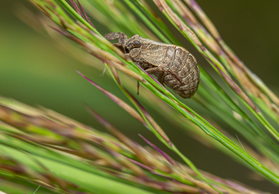 Caliscelis wallengreni