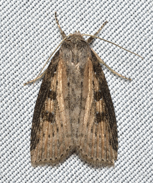Chilodes maritima - négyfoltos nádibagoly