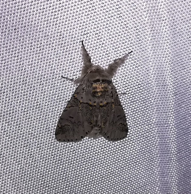 Furcula bifida - kis púposszövő