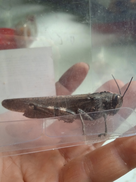 Anacridium aegyptium - egyiptomi sáska